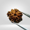 Authentic Nandi Rudraksha (Double Ganesh Rudraksha) With Lab Test Certification