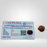 Authentic Nandi Rudraksha (Double Ganesh Rudraksha) With Lab Test Certification