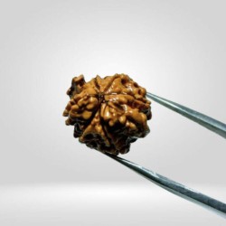 Authentic Nandi Rudraksha (Double Ganesh Rudraksha) With Lab Test Certification