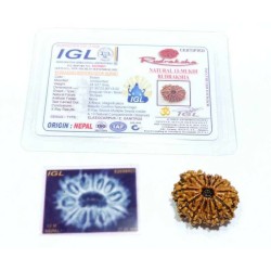 13 Mukhi Rudraksha bead With X-ray Report & Certified 27.8mm