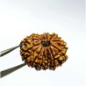 13 Mukhi Rudraksha bead With X-ray Report & Certified 27.8mm