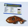 Tiger Eye Fish  Lab-Certified
