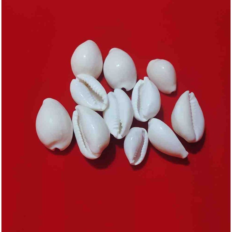 Safed Kaudi / Natural White Kauri Shells  -11 Pieces