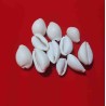 Safed Kaudi / Natural White Kauri Shells  -11 Pieces