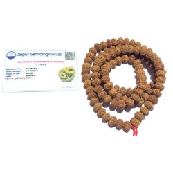 7 Mukhi Rudraksha Mala Affordable & Certified Mala Big Beads 8 mm