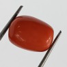 Authentic Original Red Coral Stone With Lab-Certified 11.55 Carat