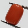 Authentic Original Red Coral Stone With Lab-Certified 10.40 Carat